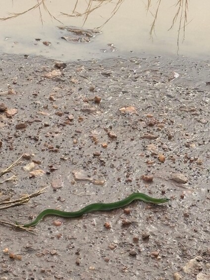 A muddy terrain with scattered rocks and a green snake. 3