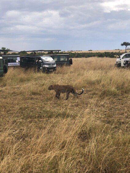 A leopard walking through tall grass with safari vehicles in the background. 5