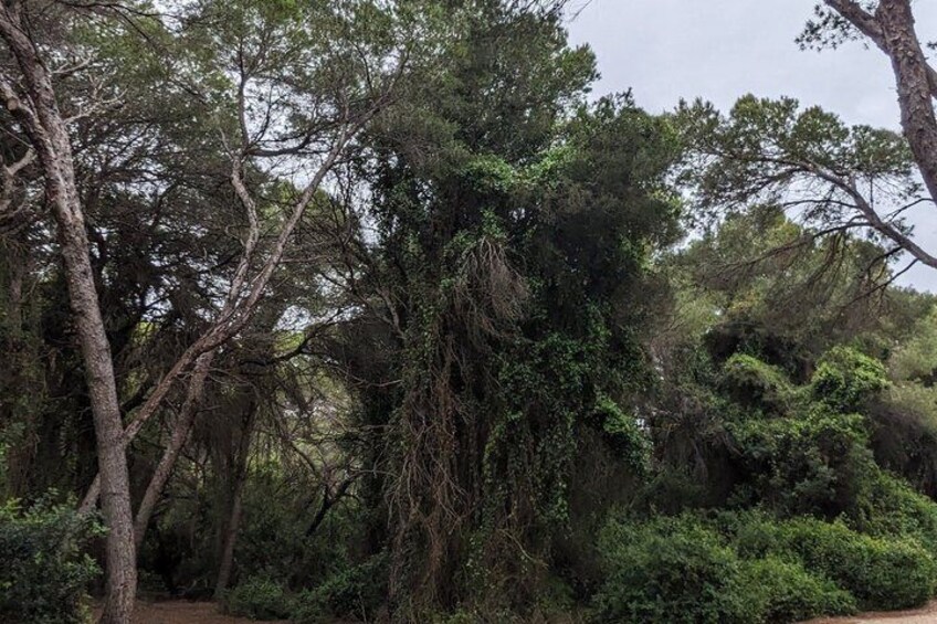 A dense forest with tall trees and thick underbrush. 5