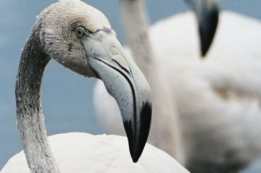 A close-up of a bird with a long neck and a large beak. 1