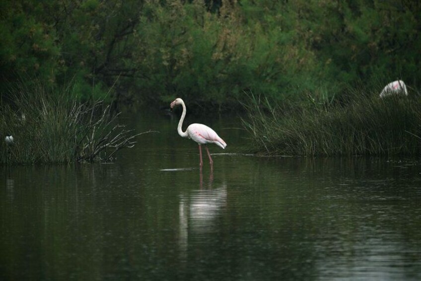A white bird standing in water with green foliage in the background. 4