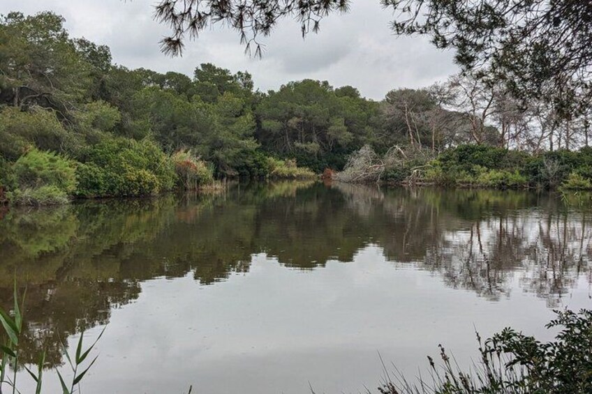 A calm lake surrounded by dense forest. 3