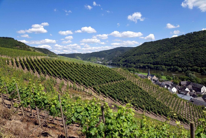 A vineyard with rows of grapevines, a river, and a town in the background. 3