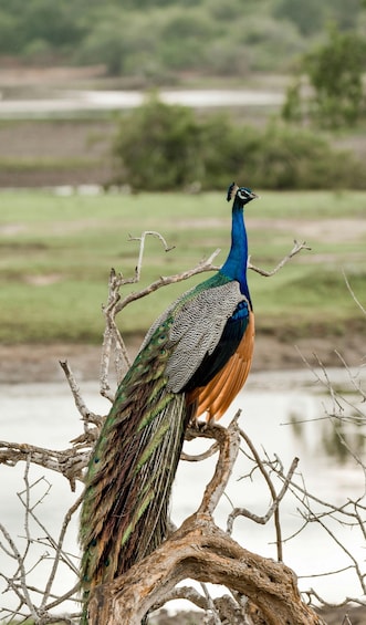 Hambantota: Bundala National Park Safari with Transfer 1
