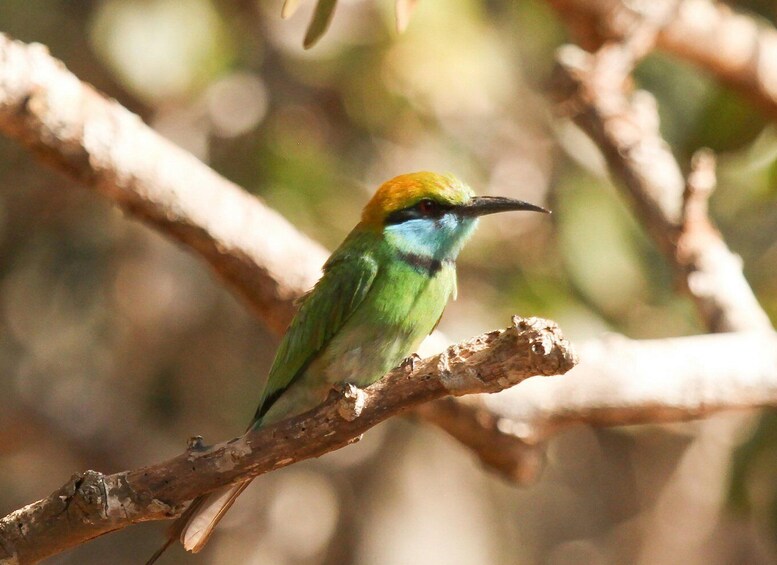 Picture 3 for Activity Hambantota: Bundala National Park Safari with Transfer 4