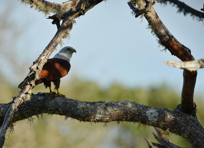Picture 1 for Activity Hambantota: Bundala National Park Safari with Transfer 5