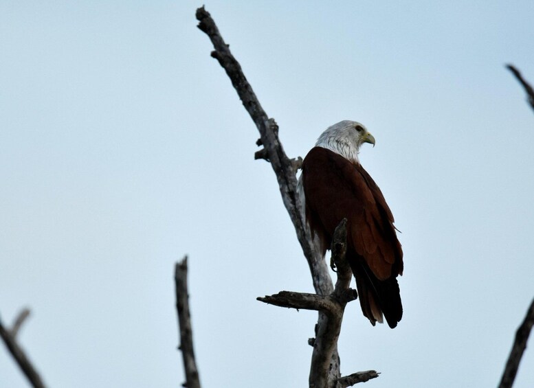 Picture 4 for Activity Hambantota: Bundala National Park Safari with Transfer 2
