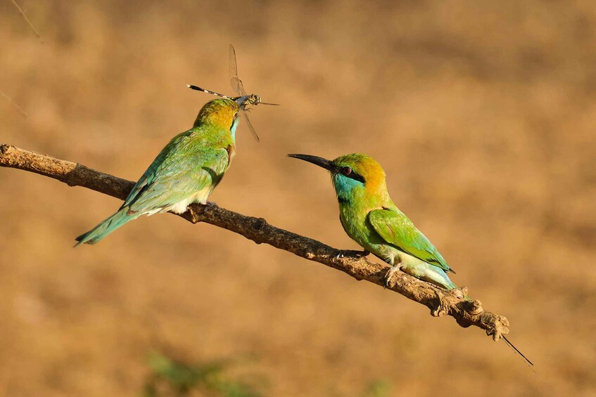 Picture 5 for Activity Hambantota: Bundala National Park Safari with Transfer 3