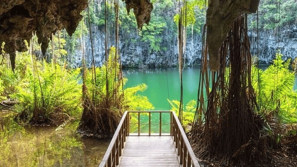 A wooden bridge leading to a forested area with a calm body of water and hanging roots. 5