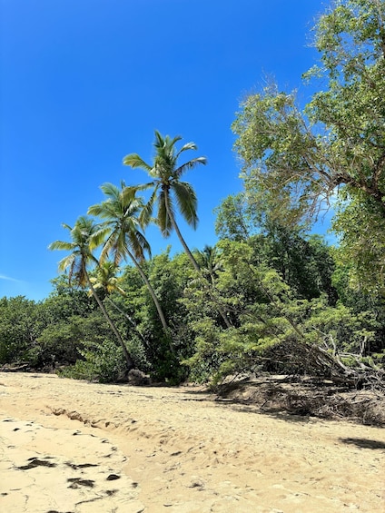A sandy beach with palm trees and dense green foliage. 2