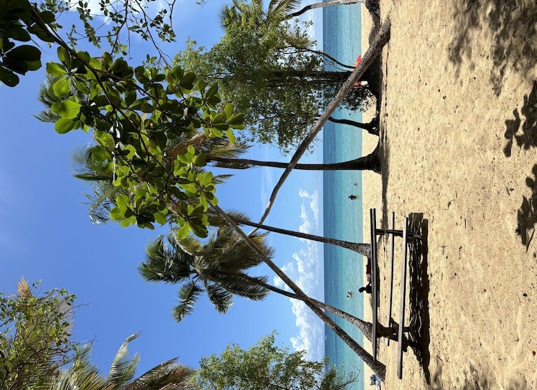 A beach with palm trees, a wooden bench, and the ocean in the background. 4