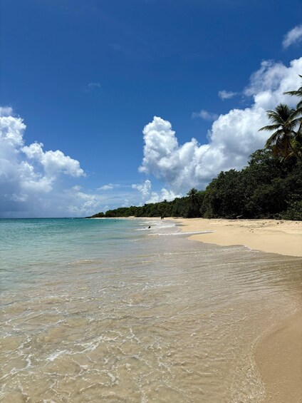 A beach with clear turquoise water, sandy shore, and a palm tree. 5