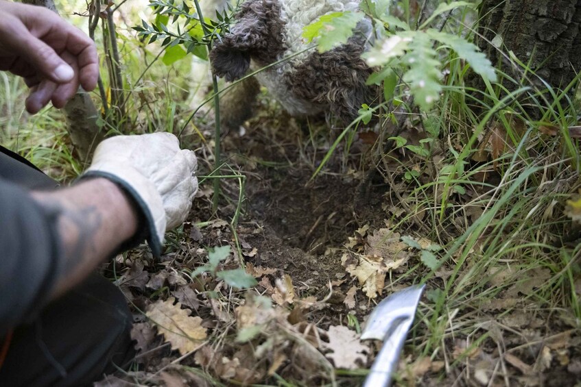 A person examining a tree stump in a forested area. 5