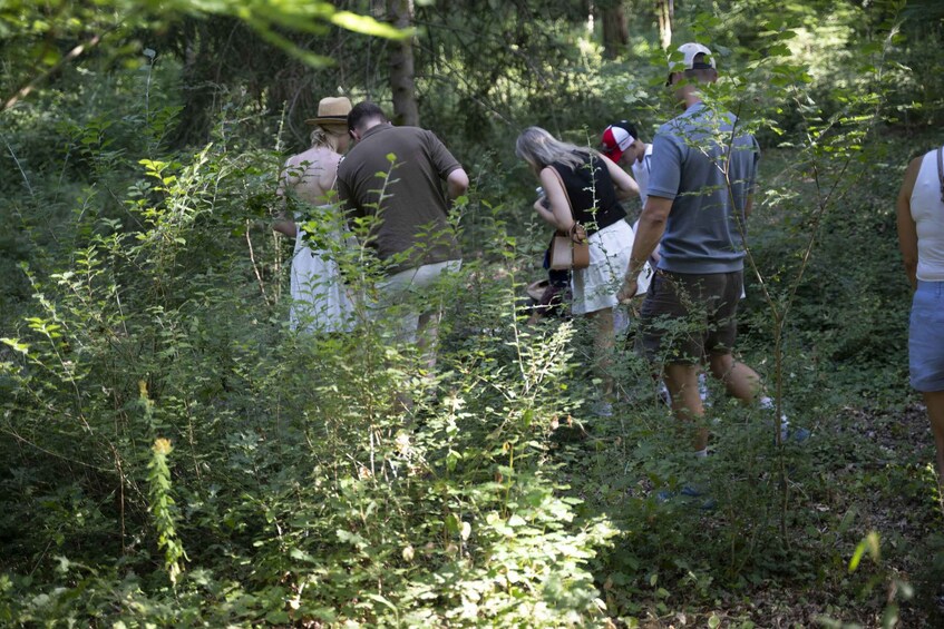 A group of people hiking through a dense forest. 2