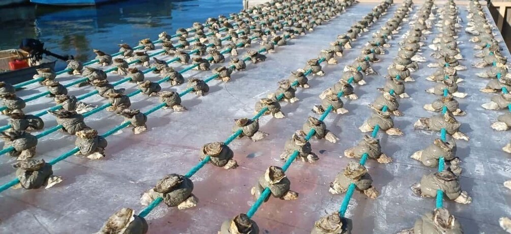 Rows of turtles on a drying rack by a body of water. 2
