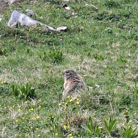A bird on the ground in a grassy area with yellow flowers. 2