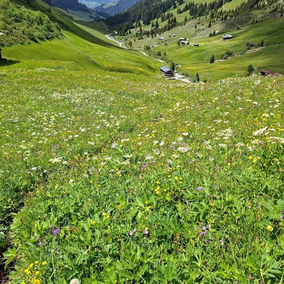 A valley with a river, scattered houses, and a field of wildflowers. 4