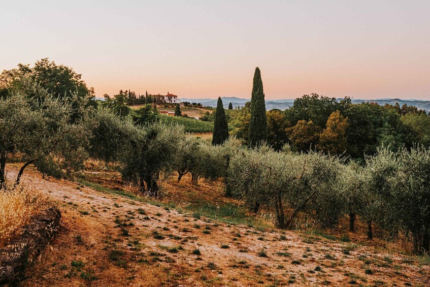 A hilly landscape with olive groves, a tall cypress tree, and a distant building. 2