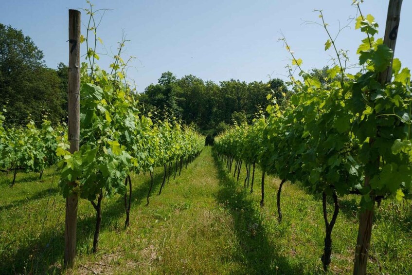 A vineyard with rows of grapevines. 3