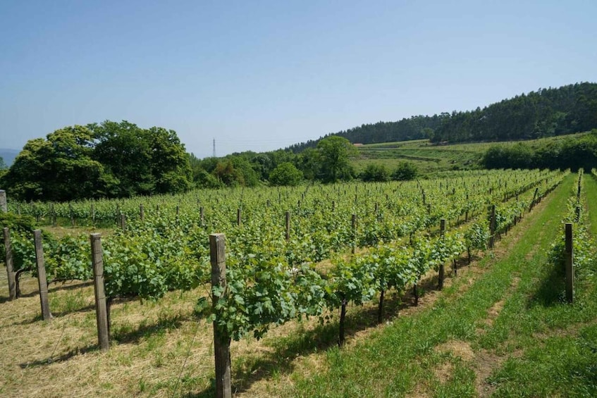 A vineyard with rows of grapevines. 1