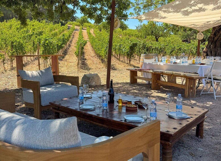 A vineyard with rows of grapevines, outdoor seating, and a table set for a meal. 1