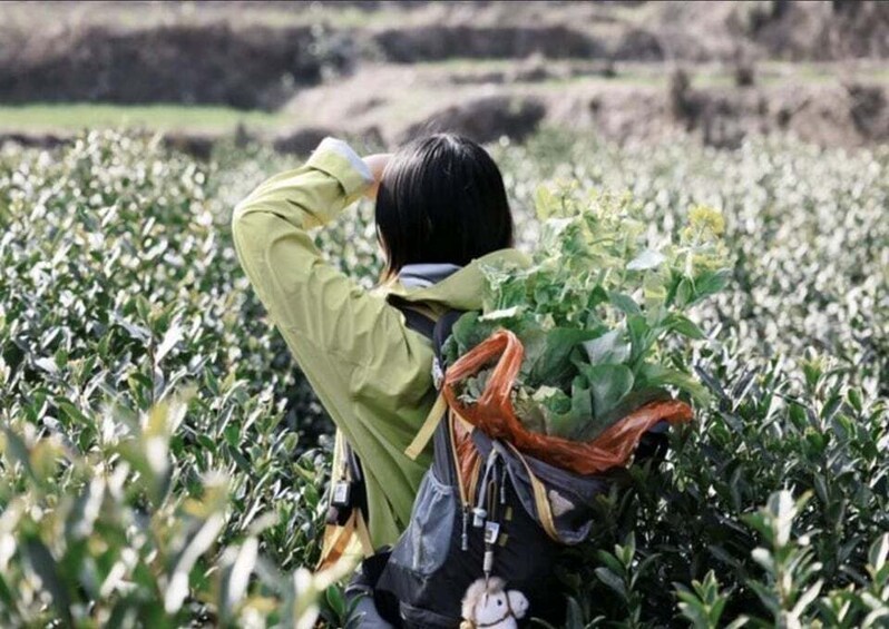 A person harvesting crops in a field. 3