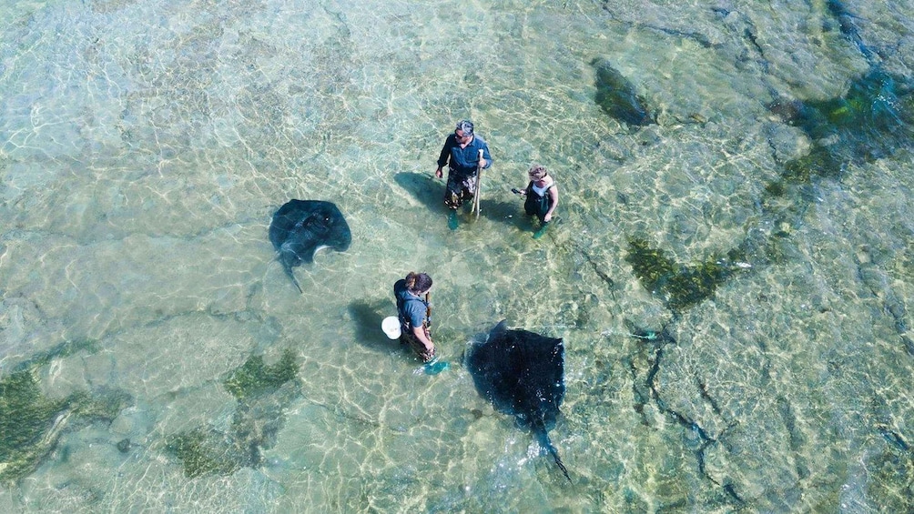 A group of people snorkeling in clear shallow water with stingrays. 1