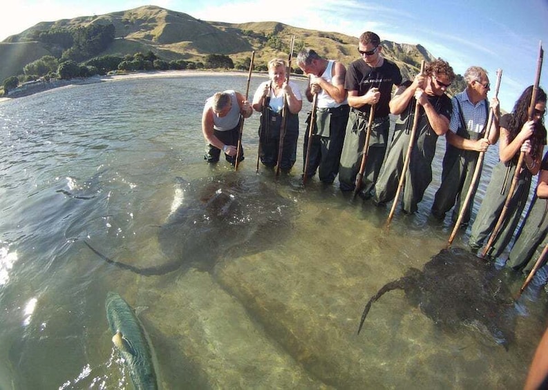 A group of people standing in shallow water, holding long poles, with a large fish swimming nearby. 5