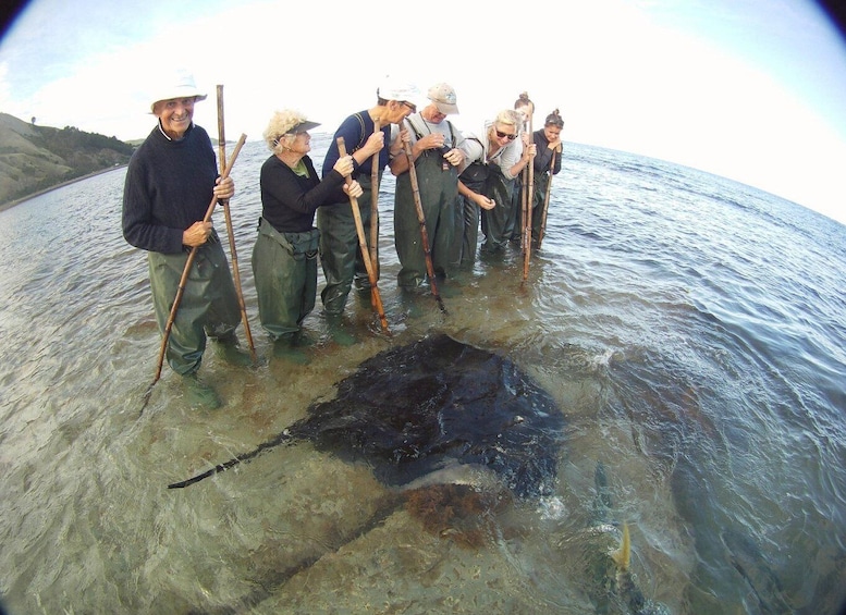 A group of people in shallow water holding sticks, with a large stingray on the ocean floor. 4