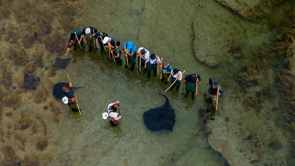 A group of people in waders performing a coordinated underwater activity, possibly a scientific survey or cleanup. 2