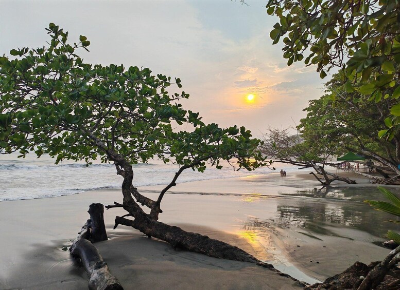 A beach with a sunset, calm sea, and trees. 1