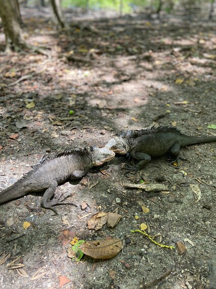 Two large reptiles on a forest floor with dry leaves and branches. 4