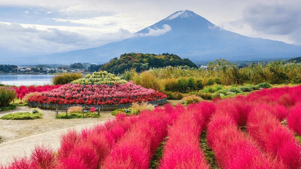 A garden with vibrant pink plants, a mountain in the background, and a body of water. 2