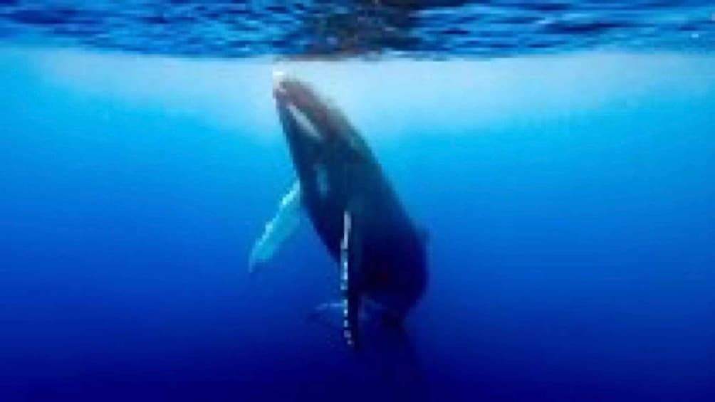 A whale swimming underwater. 3