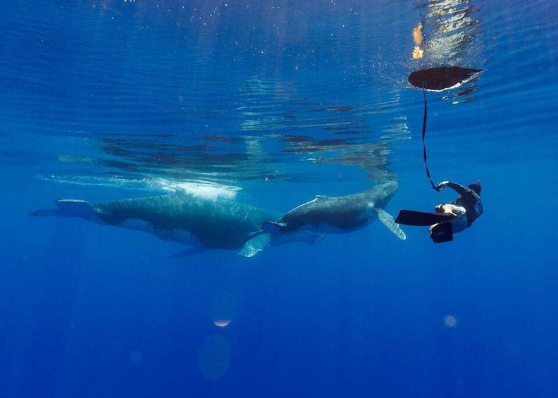 A diver swimming with two large marine animals in clear blue water. 1