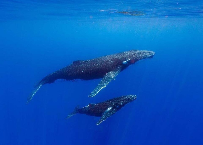 Two whales swimming in clear blue water. 5
