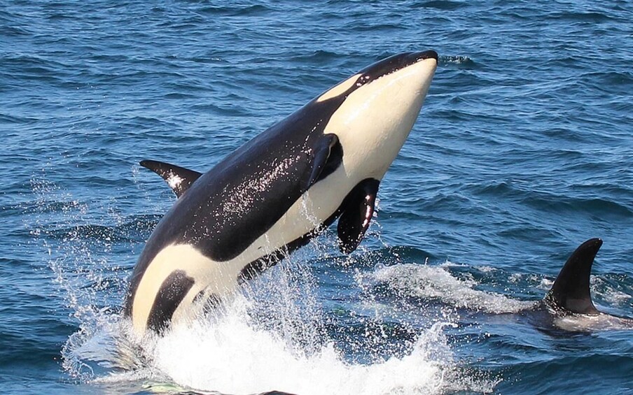 Shiretoko: Whales, Wildlife & Epic Landscapes 3-Day Tour 1