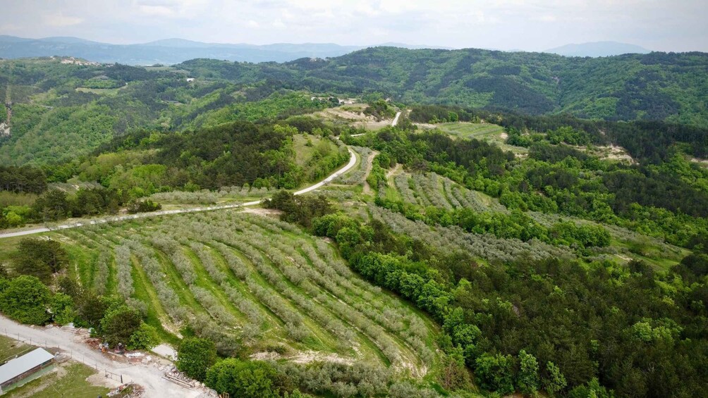 Picture 8 for Activity Brnozi: Authentic Istrian Olive Oil Tour & Local Delicacies 2