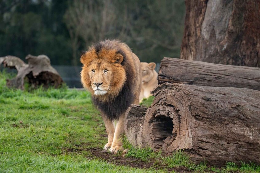 Picture 2 for Activity Mogo Wildlife Park Entry Ticket 1