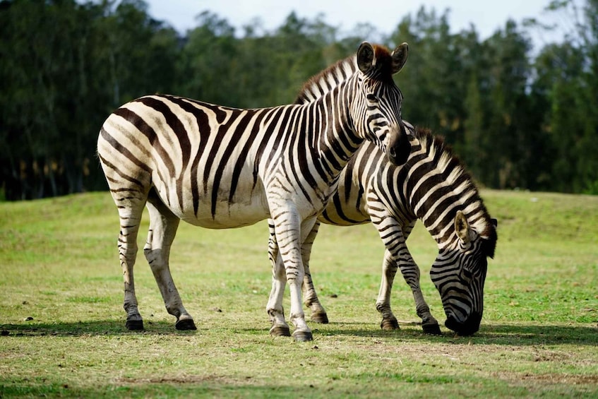 Mogo Wildlife Park Entry Ticket 3