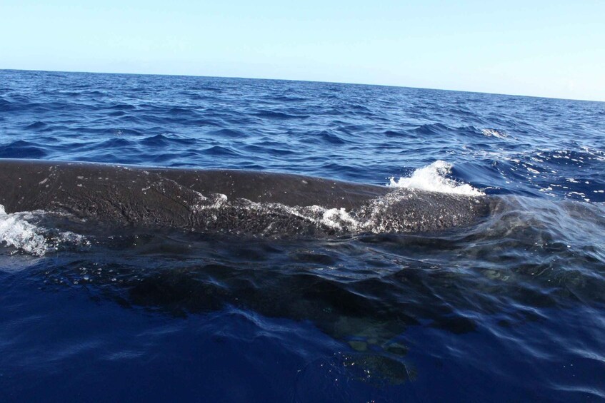 Picture 10 for Activity Unique whale watching experience in Mauritius 4