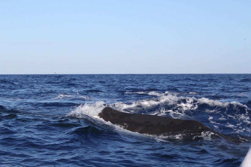 Picture 9 for Activity Unique whale watching experience in Mauritius 2