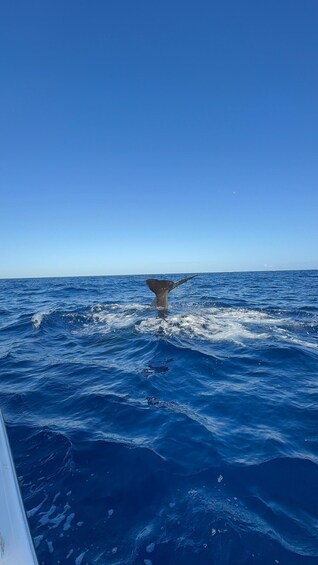 Picture 2 for Activity Unique whale watching experience in Mauritius 3
