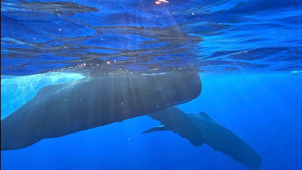 A large whale swimming underwater. 1
