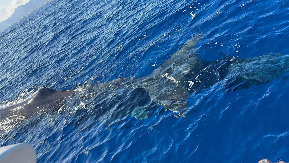 Picture 1 for Activity Unique whale watching experience in Mauritius 4