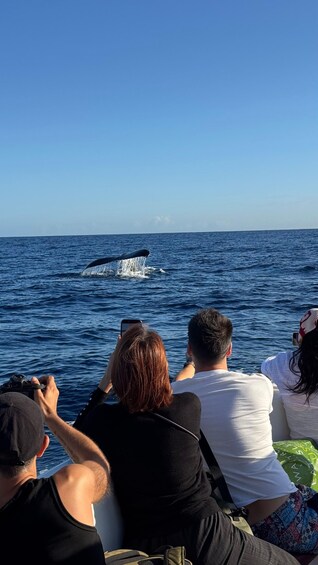 Picture 2 for Activity Unique whale watching experience in Mauritius 3