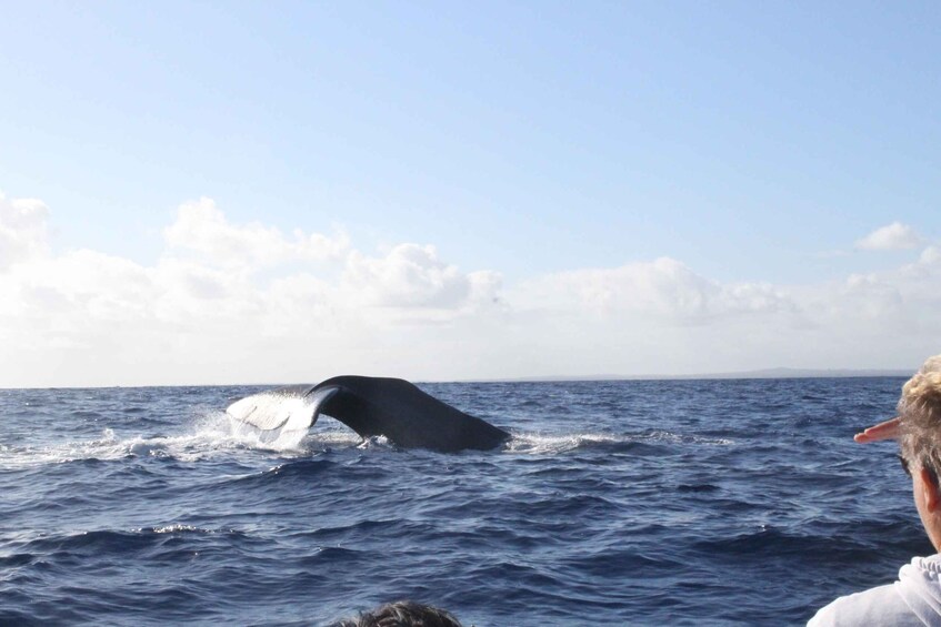 Picture 5 for Activity Unique whale watching experience in Mauritius 5