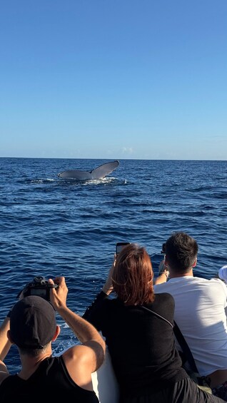 Picture 4 for Activity Unique whale watching experience in Mauritius 5