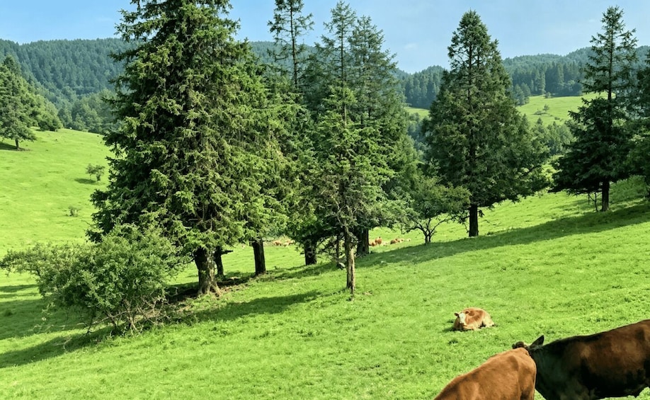 A green pasture with cows grazing, surrounded by trees and hills. 3
