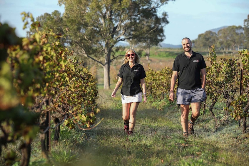 Two people walking through a vineyard with rows of grapevines and trees in the background. 1